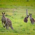 Australia - Leie bobil i Australia
